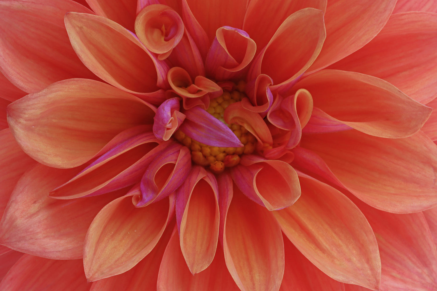 Macro Florals