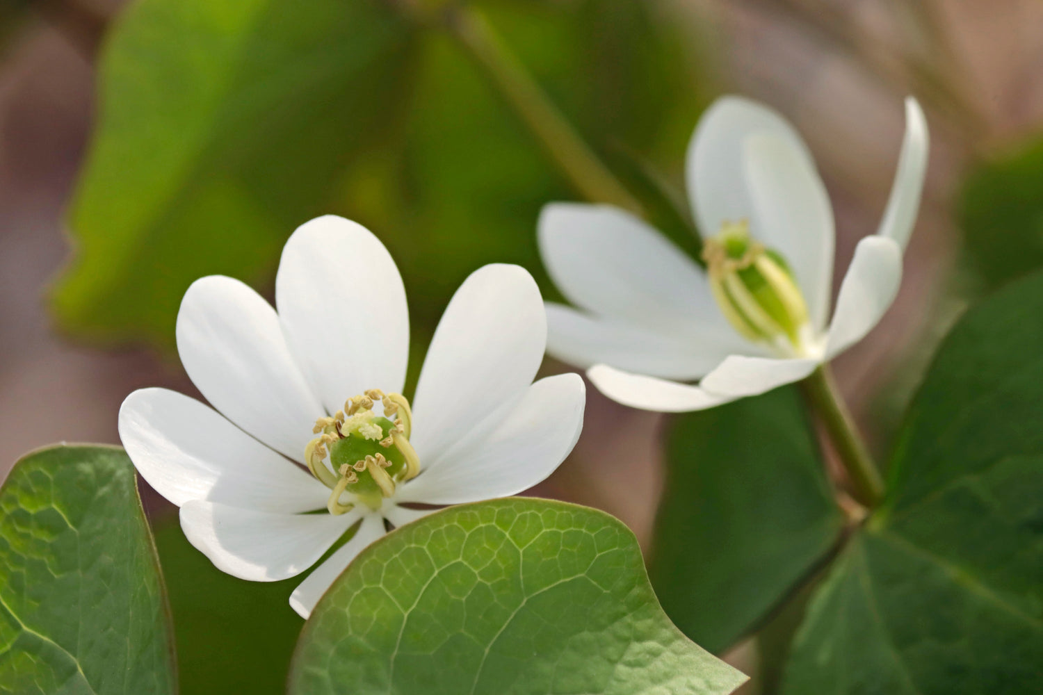 Wisconsin Spring Native Wildflowers and Ephemeral Plants