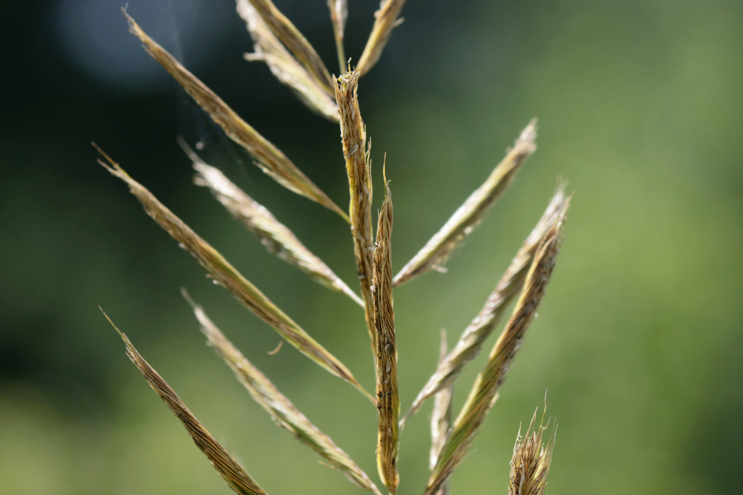 Wisconsin Grasses