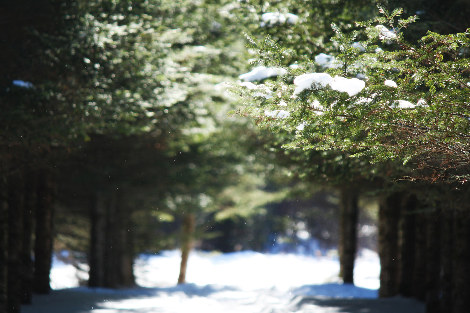 Wisconsin Woodlands, Prairies, Marshes and Meadows