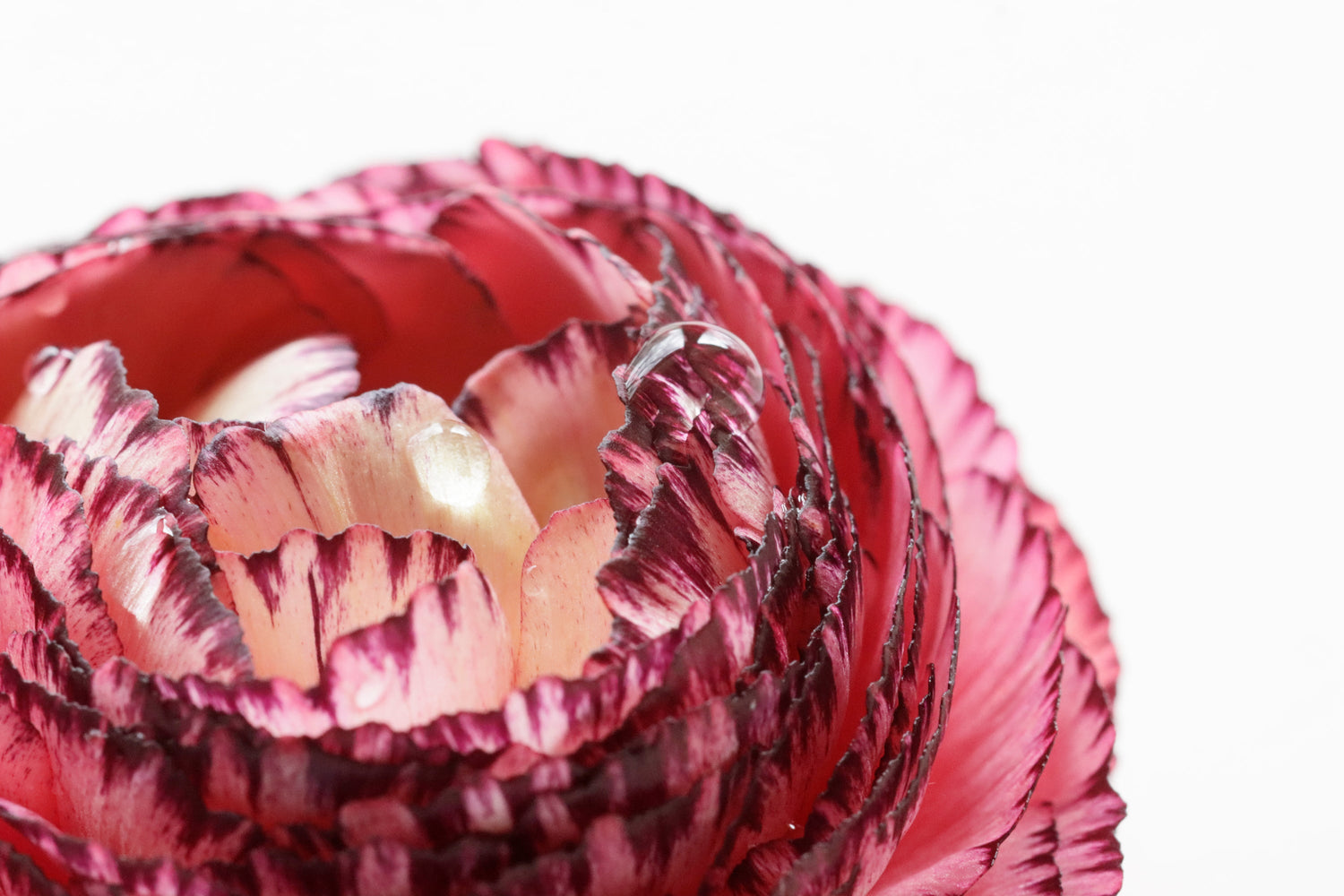 Ranunculus Series Spring '25