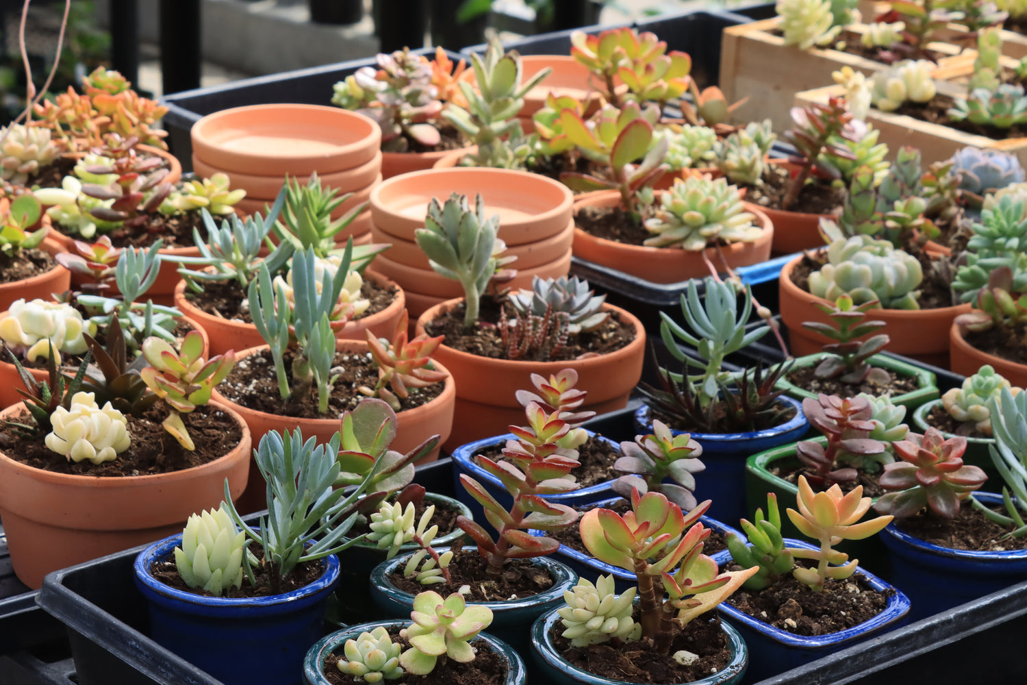 Houseplants & Greenhouses