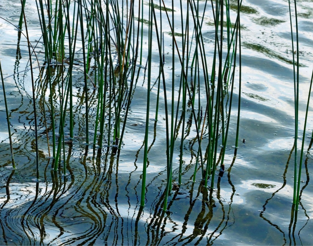 Hardstem tule bulrush