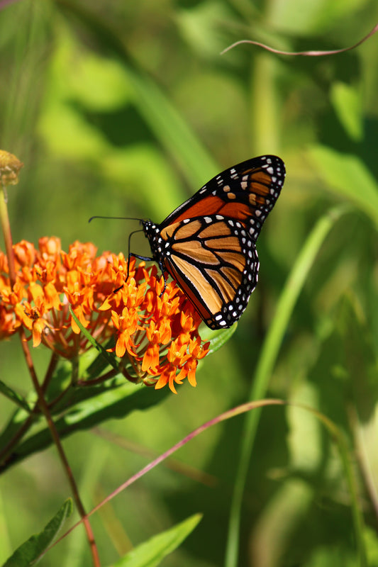 Butterfly  Milkweed/Monarch