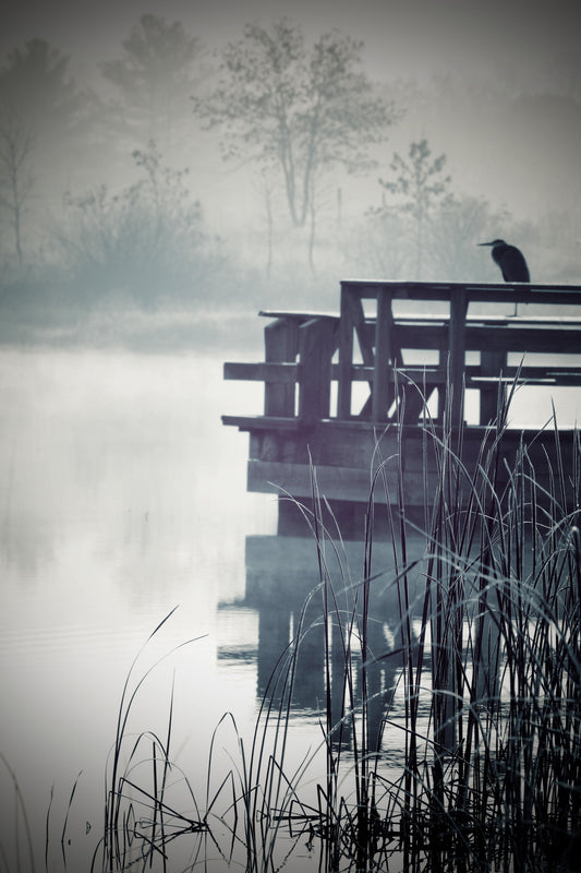 Lone heron