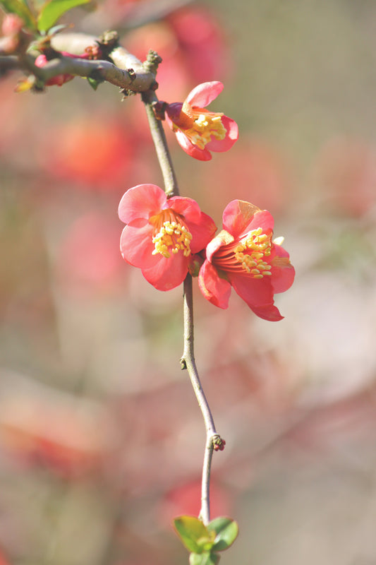 Cherry blossoms