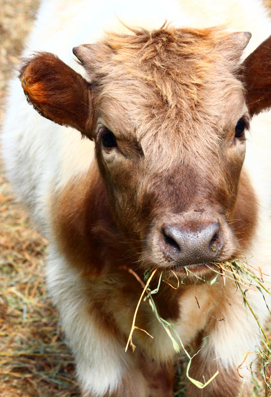 Calf eating hay