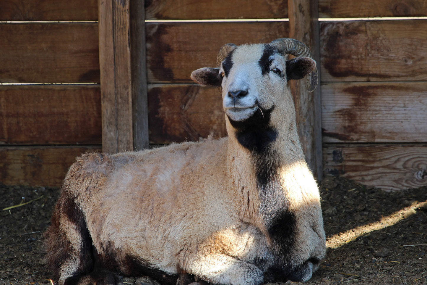 Sheep undercover