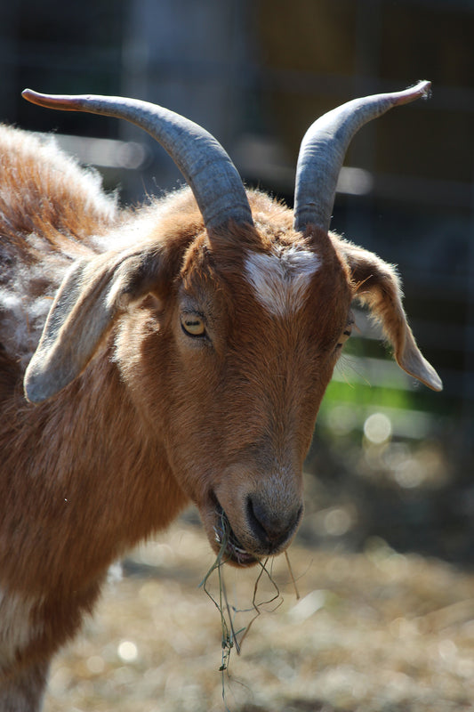 Goat eating