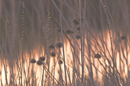 Autumn meadow