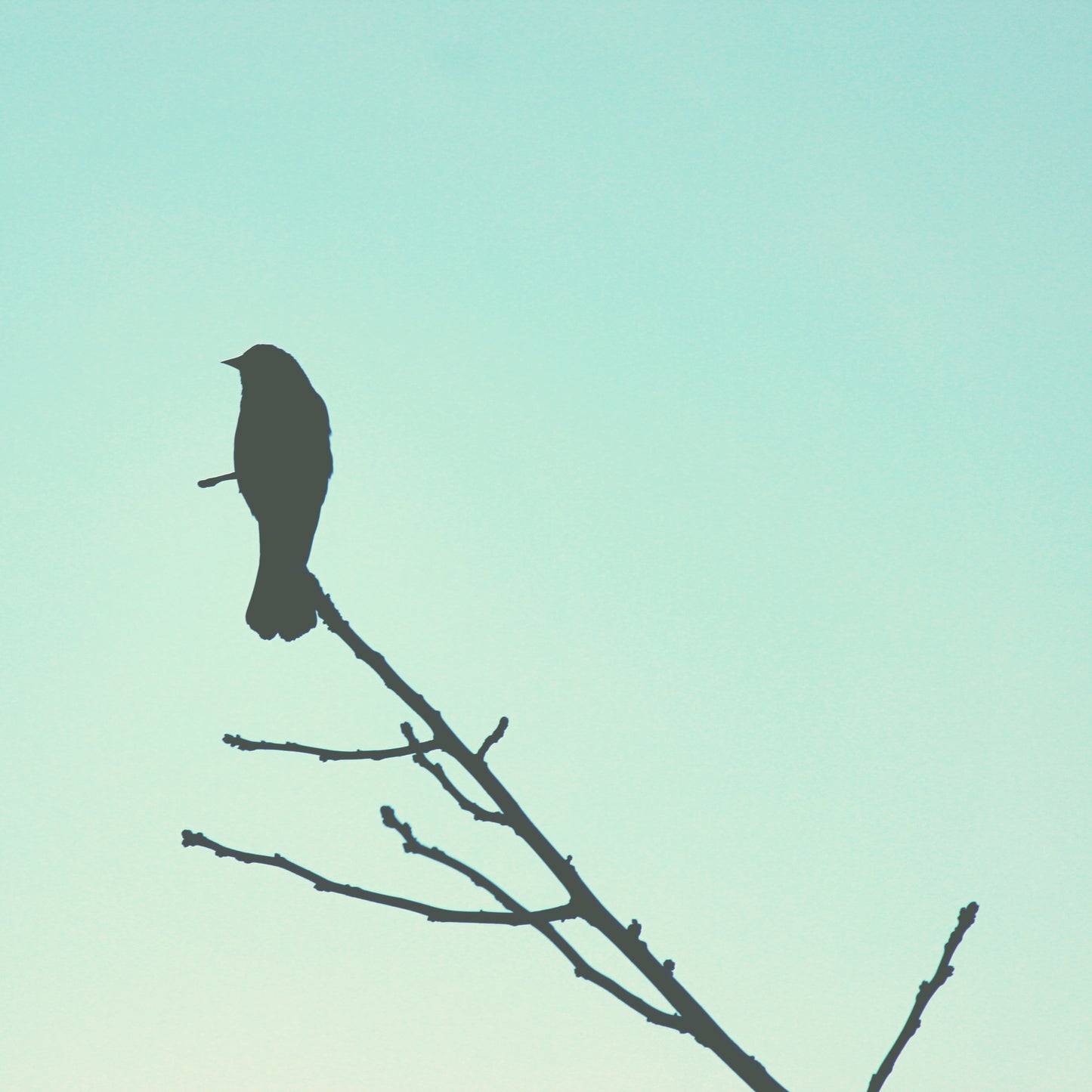 Bird silhouette