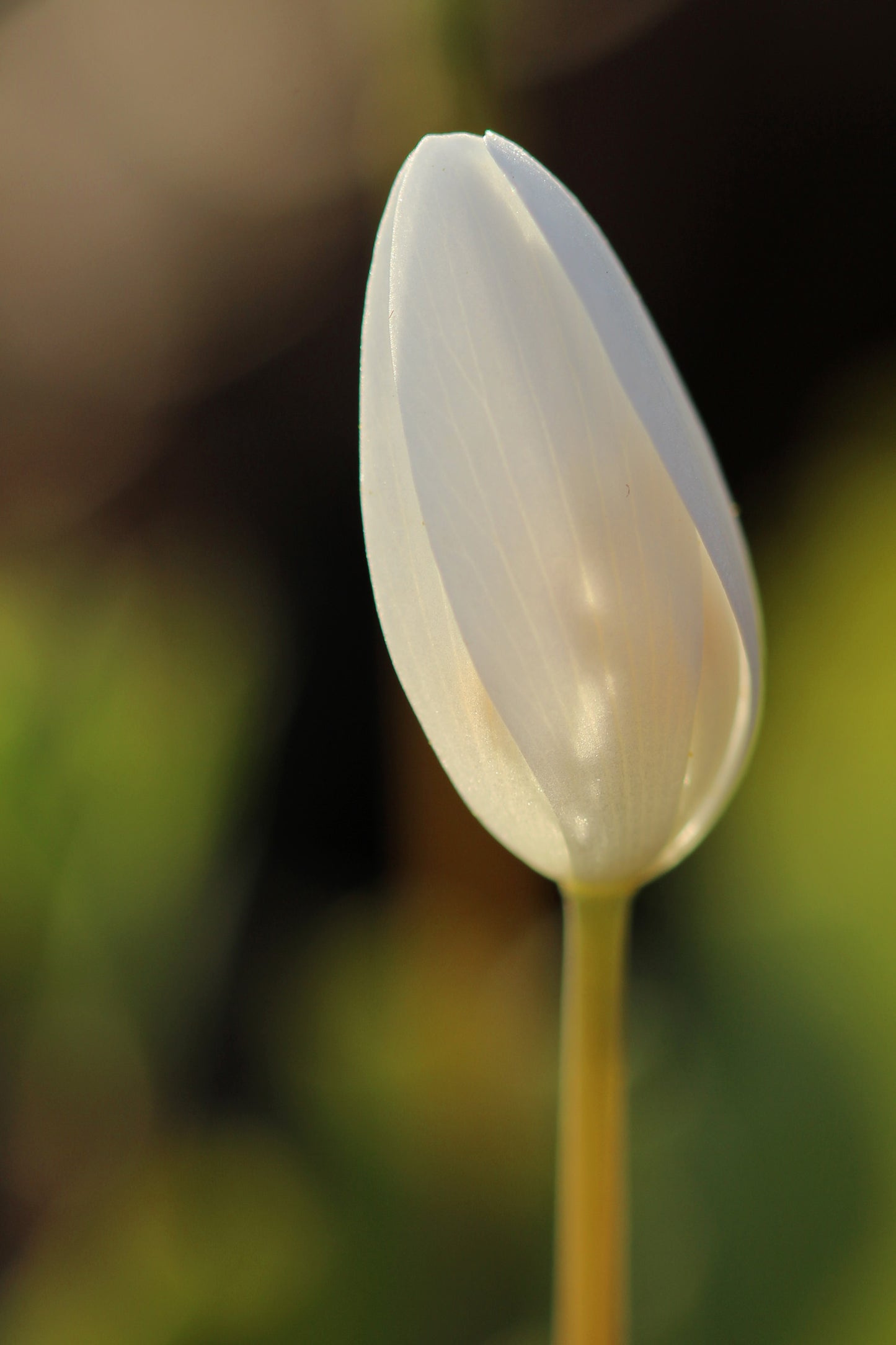 Bloodroot Bud