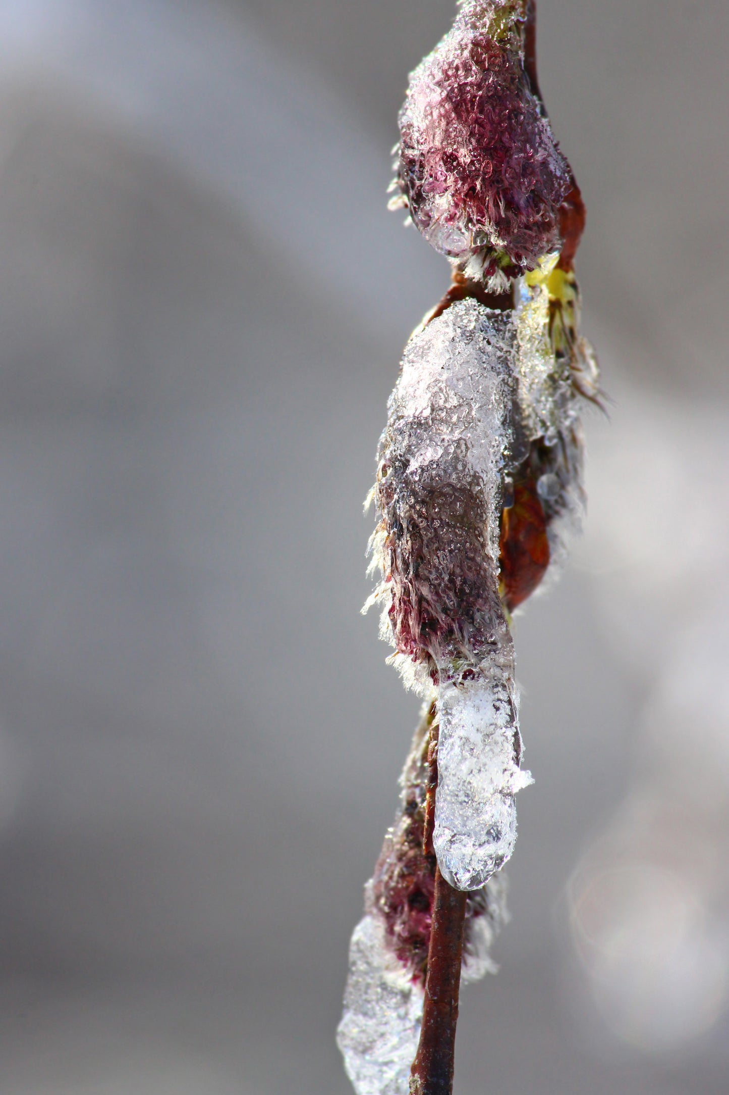 Iced catkins