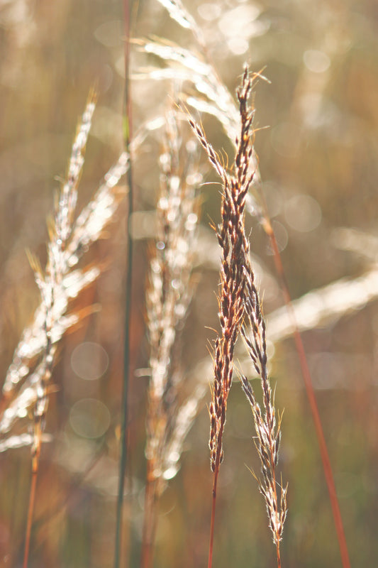 Yellow Indian Sweetgrass