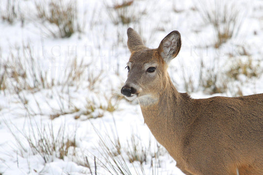 White tailed deer in winter field