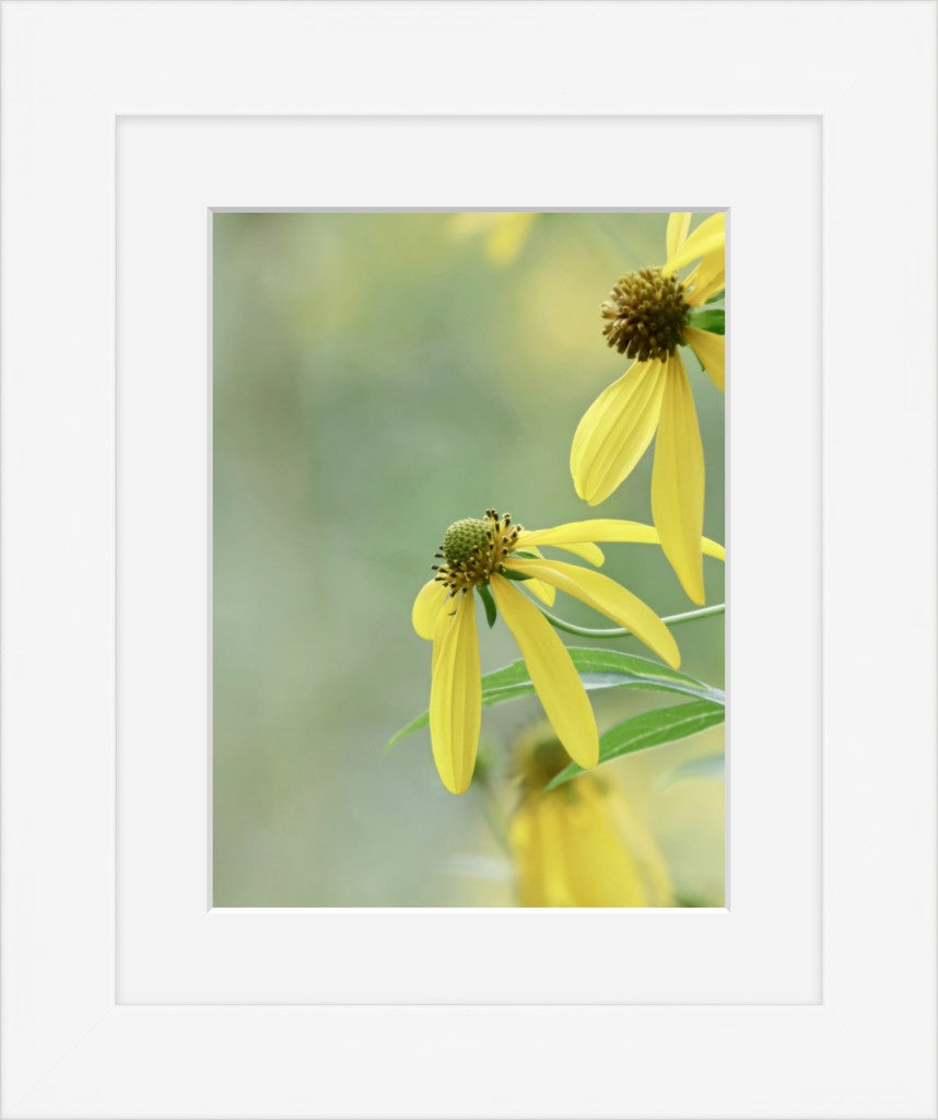 Cutleaf Coneflower Fine Art Print