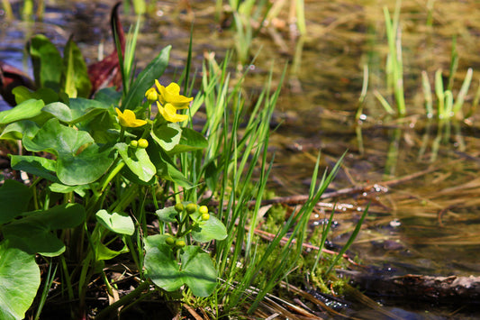 Marsh marigold swamp