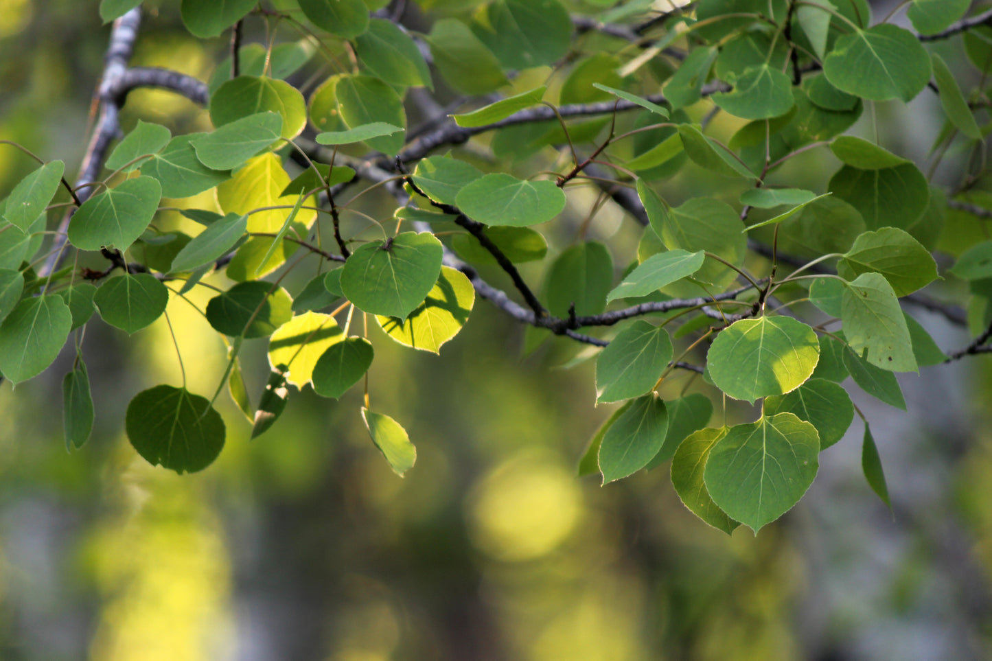 Quaking aspen in the sunlight