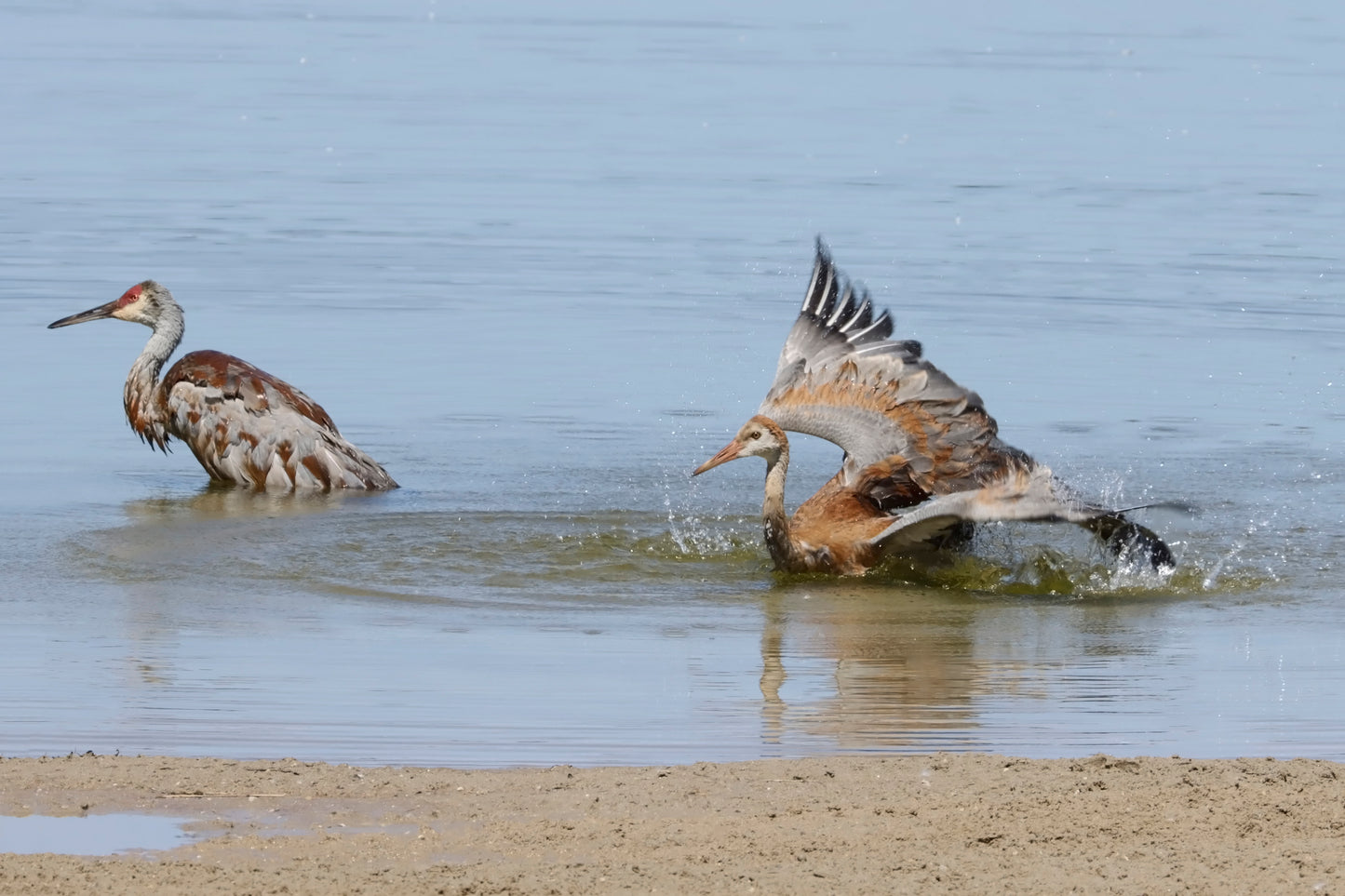 Sandhill cranes bathing behavior