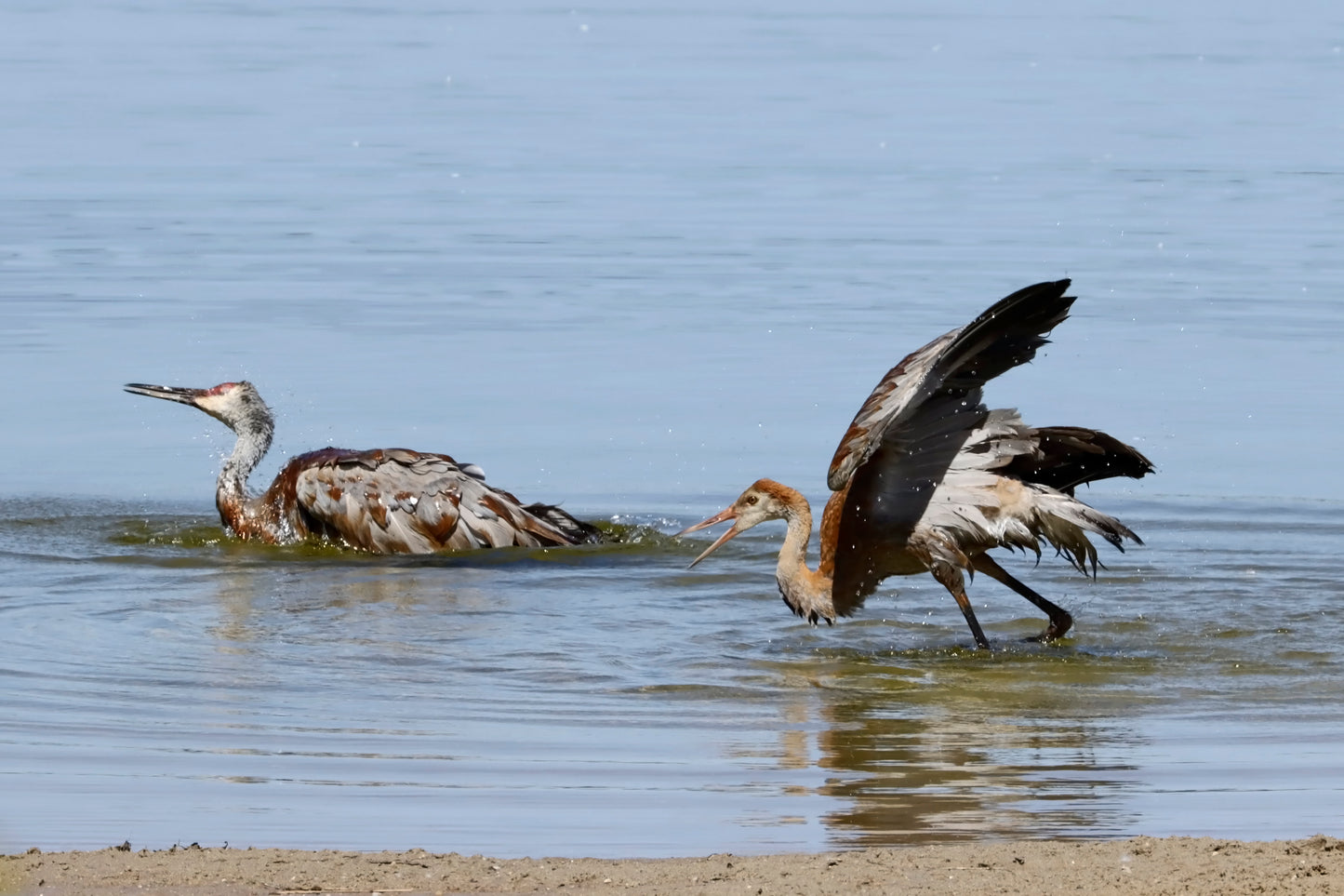 Two sandhill cranes bathing