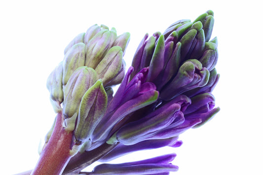 Macro hyacinth