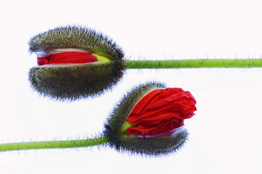 Poppy budding