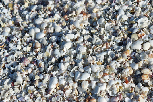 Seashells background