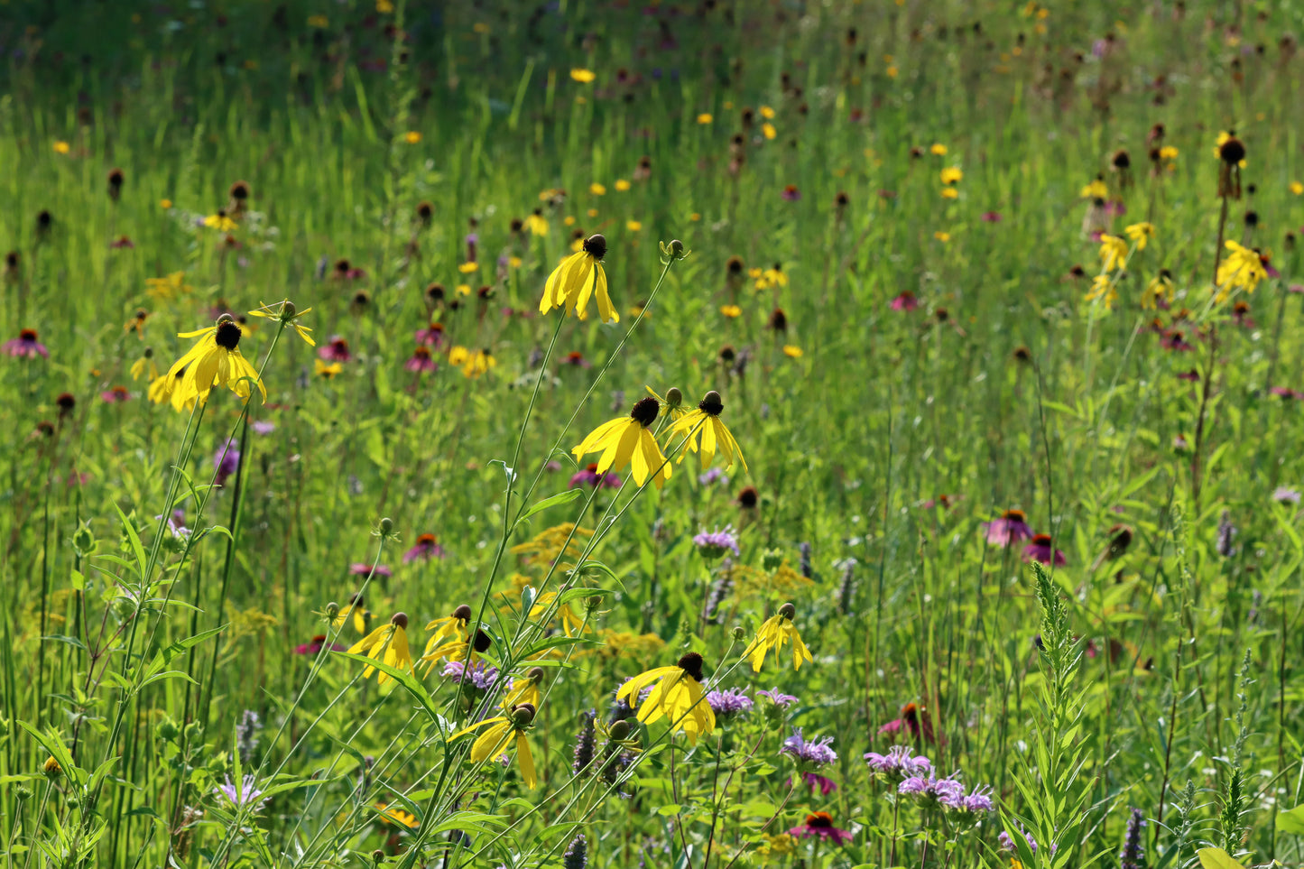 Midwest Wildflower Meadow