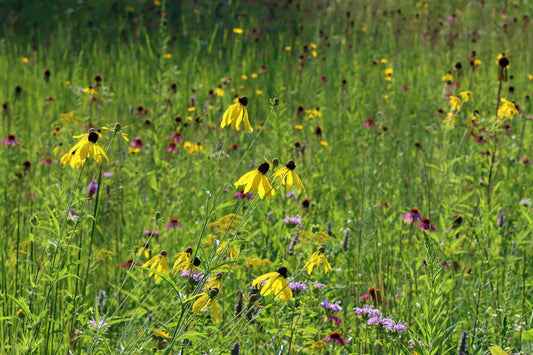 Midwest Wildflower Meadow