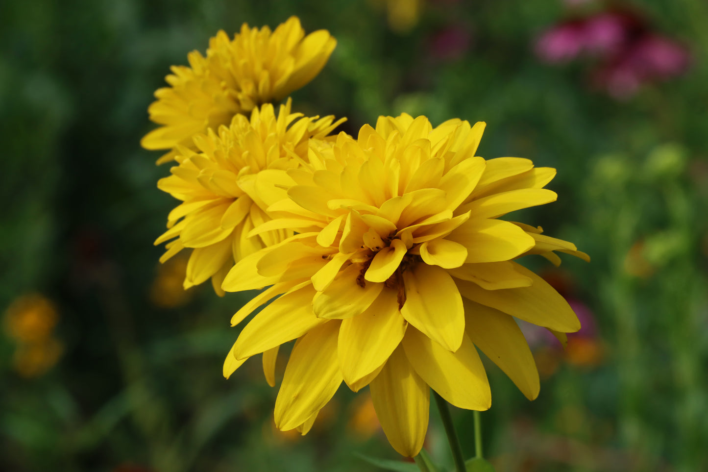 Cutleaf coneflower