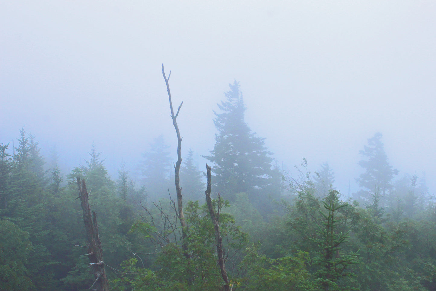 Great Smokey Mountains