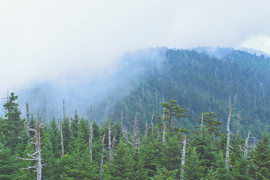 Great Smokey Mountains