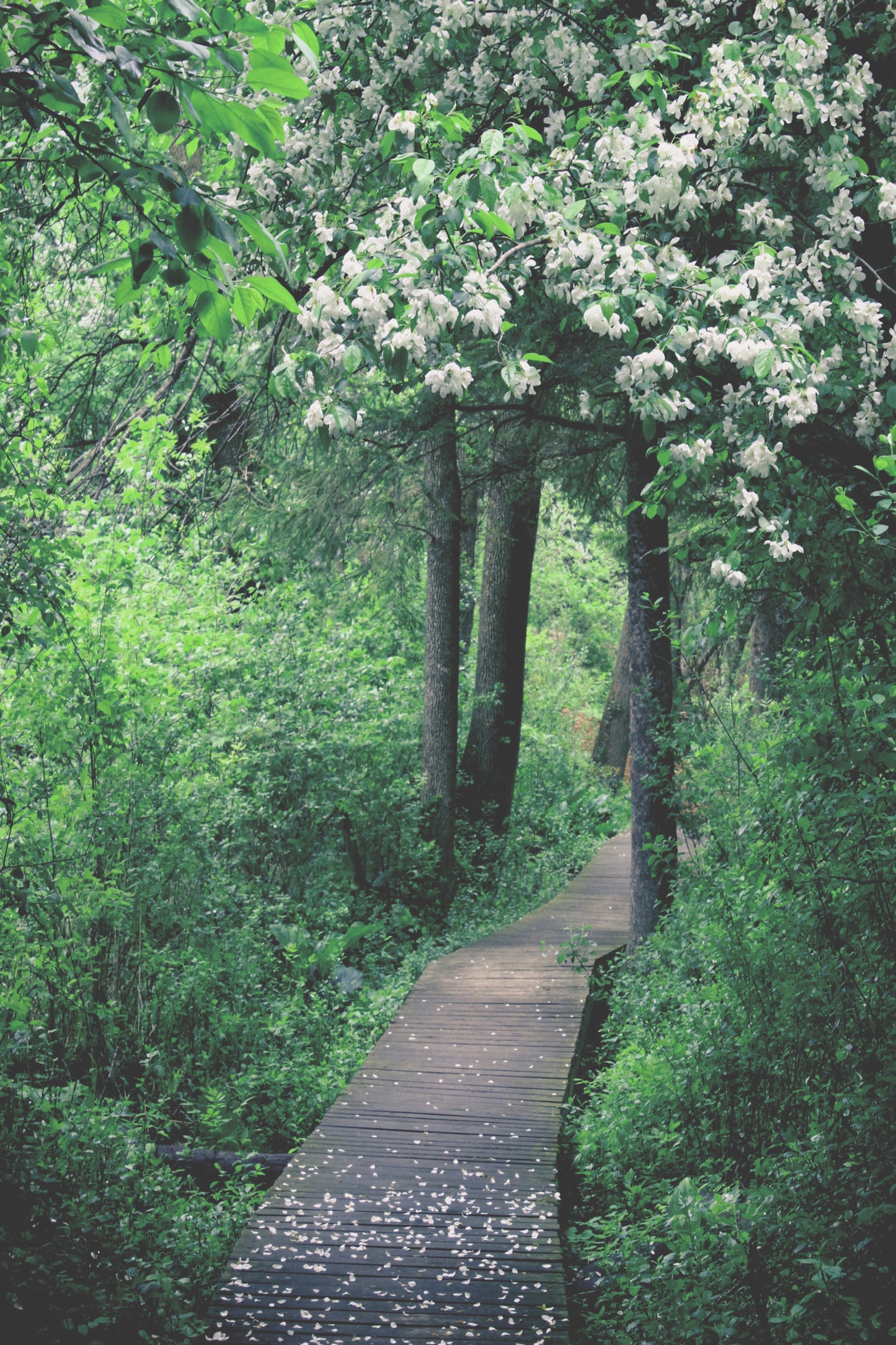 Blossoms at Retzer