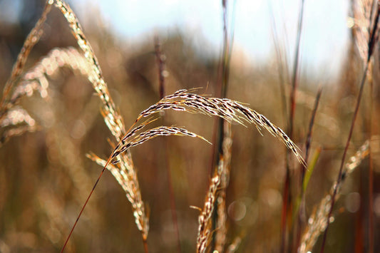 Yellow indian grass