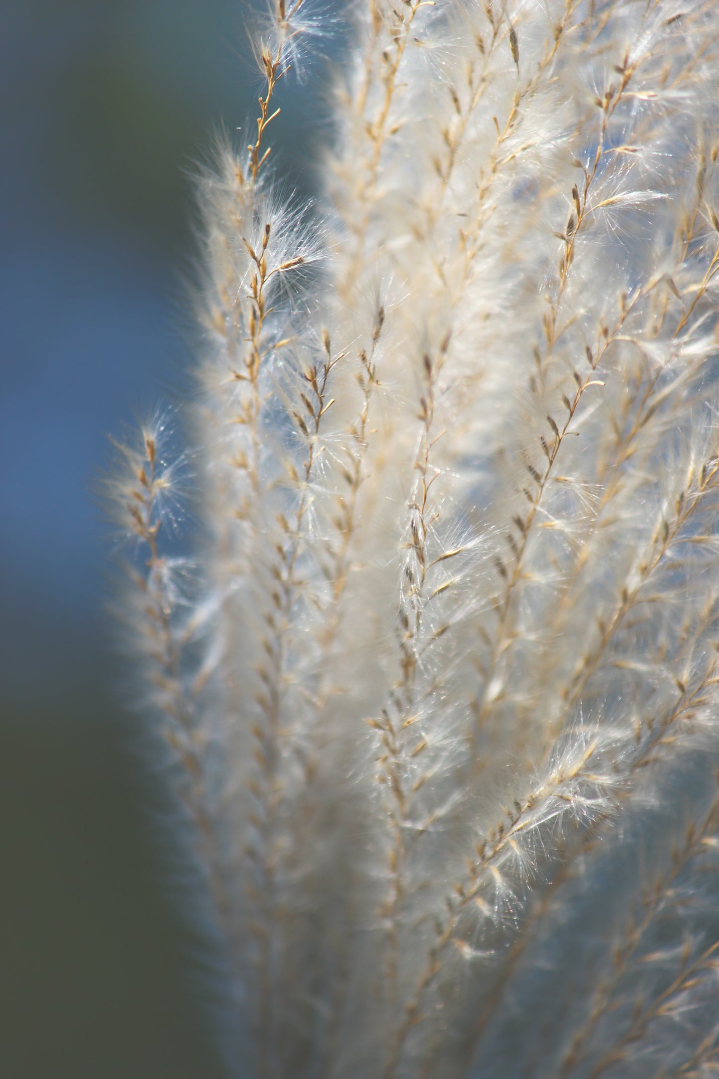 Chinese silver grass