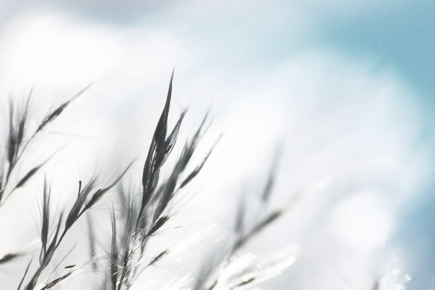 Grass and sky