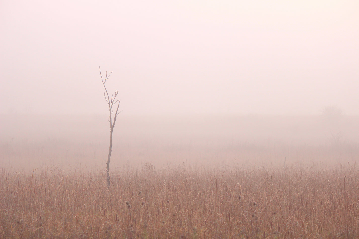 Scuppernong in Autumn