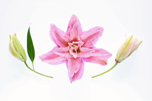 Lily growth cycle