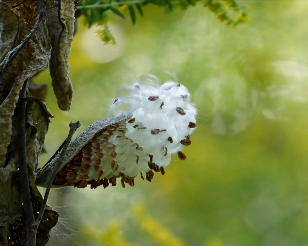 Milkweed Autumns End