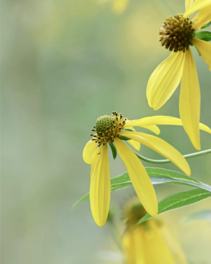 Cutleaf Coneflower Fine Art Print