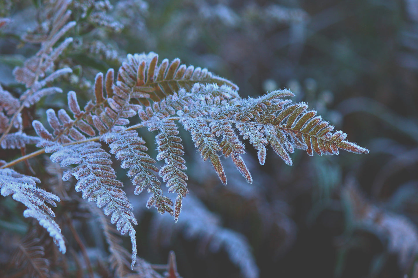 Frosted fern