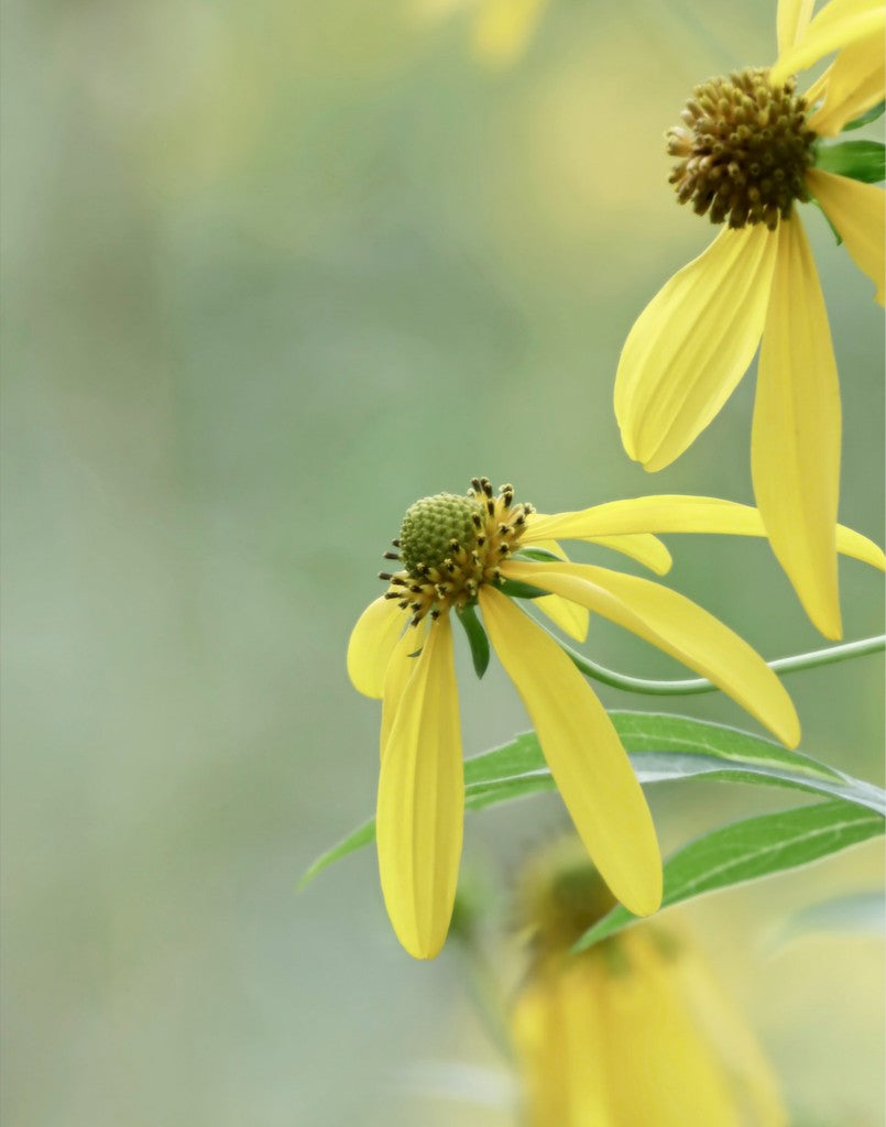 Cutleaf Coneflower Fine Art Print