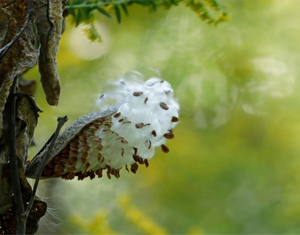 Milkweed Autumns End