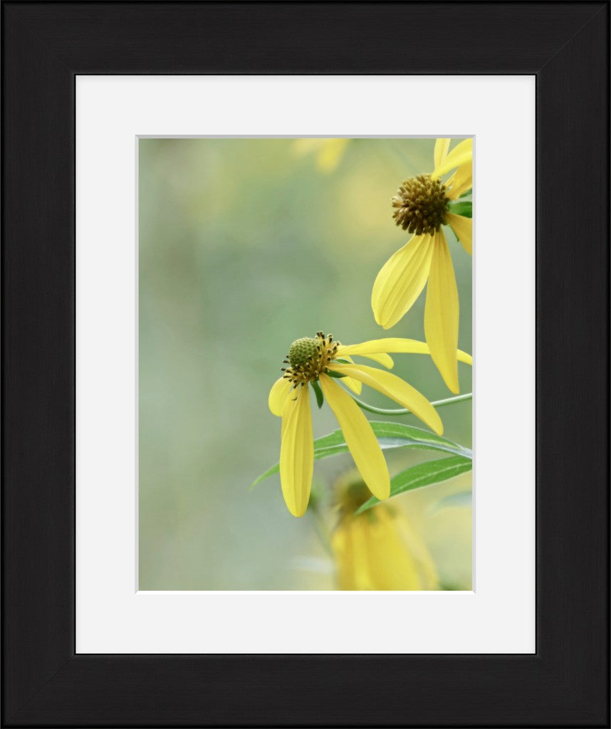 Cutleaf Coneflower Fine Art Print