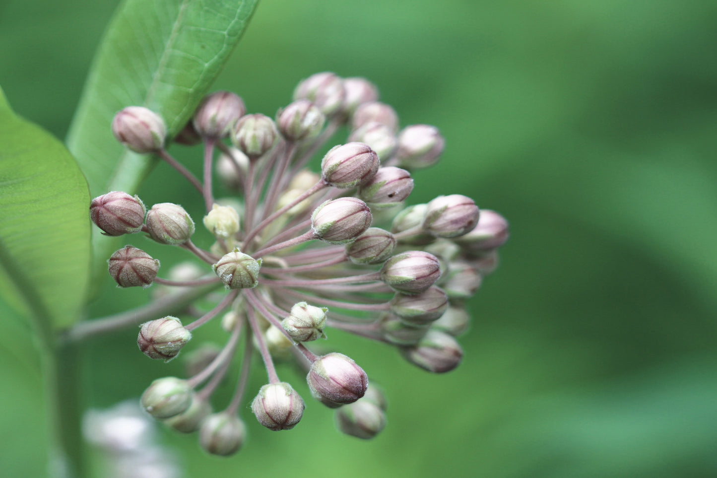 Milkweed Fade