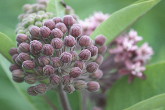 Milkweed Fade