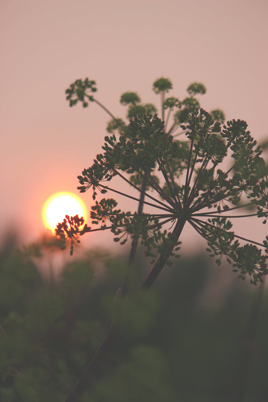 Angelica at sunset