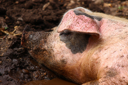 Pig in mud