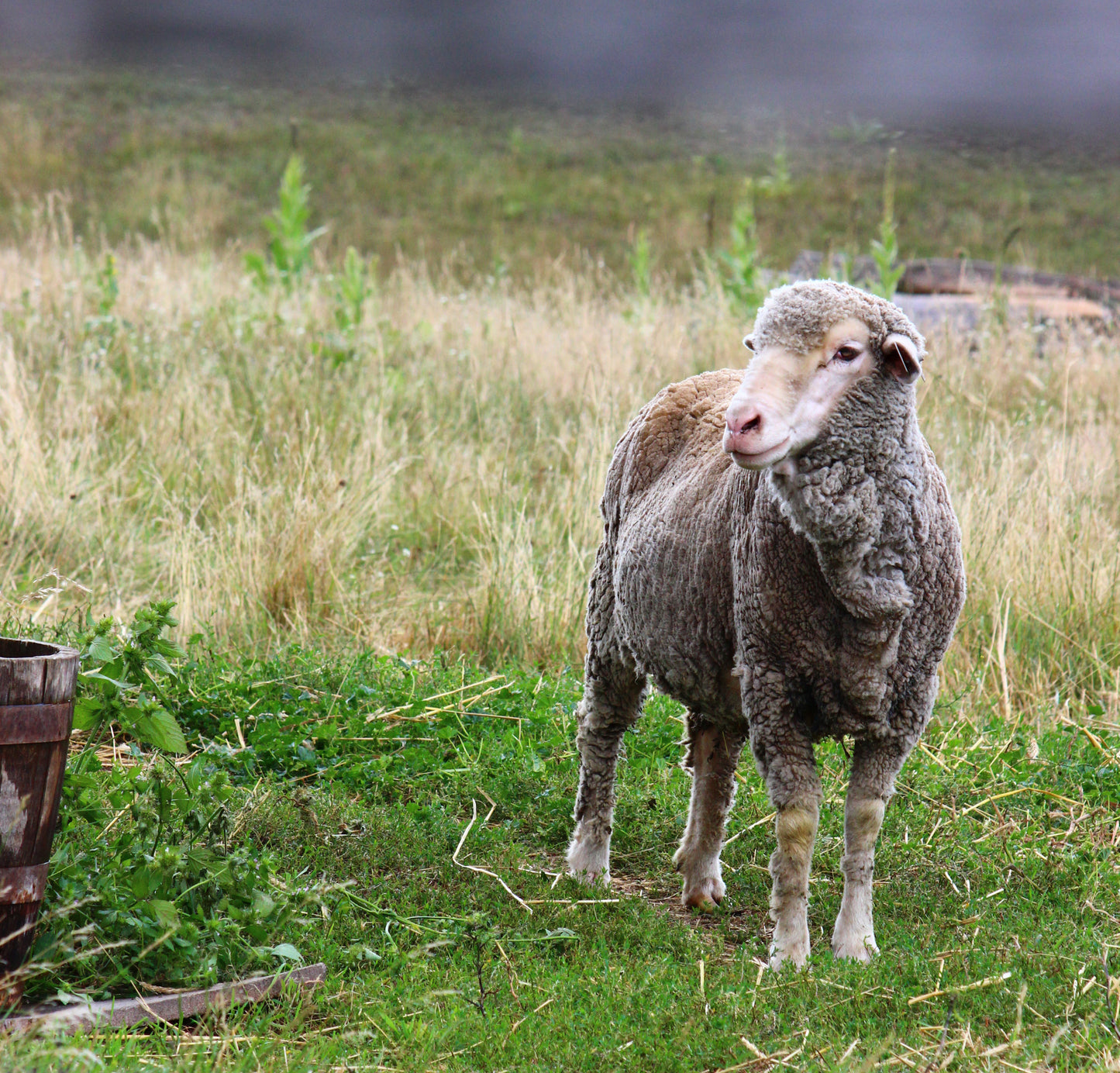 Barn yard sheep