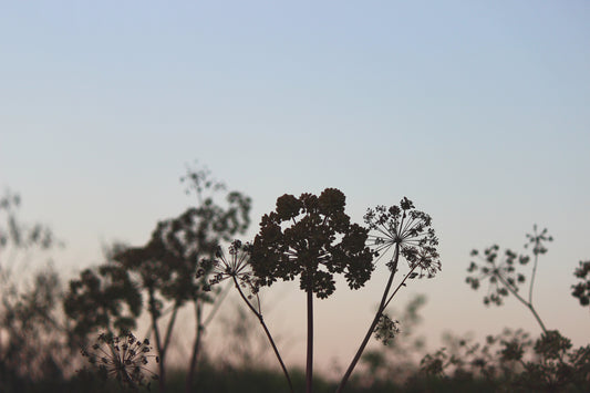 Angelica archangelica